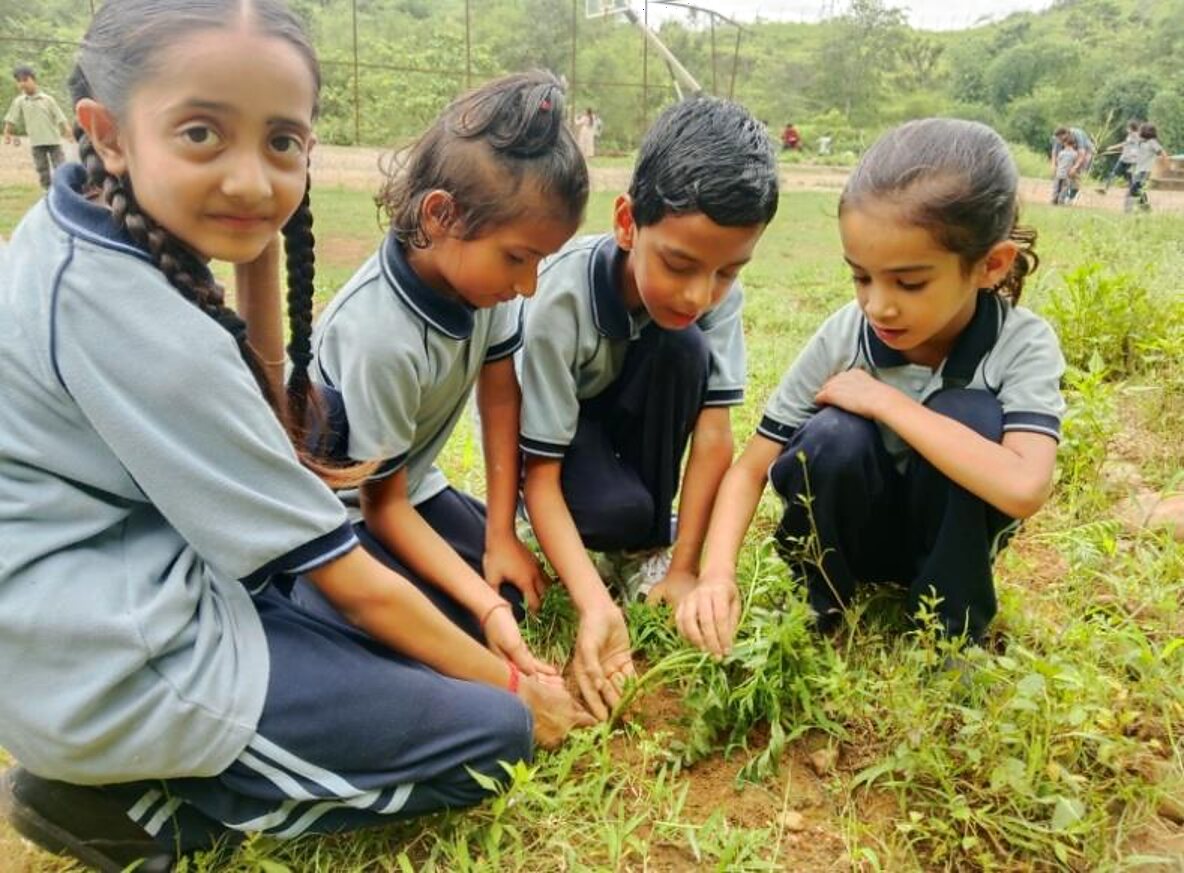 Tree Plantation Drive